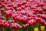 flower045