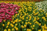 flower047