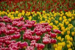 flower050