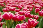 flower054