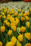 flower056