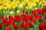 flower059