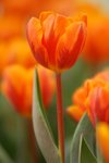 flower063