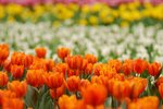 flower064