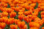 flower066