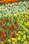 flower073