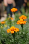 flower112