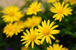 flower115