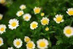 flower116