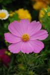 flower120