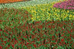 flower127