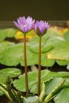 元公059