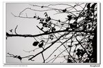 DSC_3537a