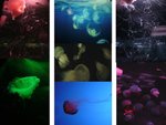 *Ocean Park