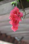 CRW_9606_DPP
