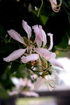 WKS_20061110_54