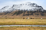 Iceland horses, we are coming!