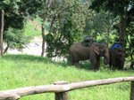 elephant camp