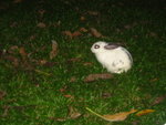 a rabbit at dalaabaa bar & restaurant, not for eating ga~