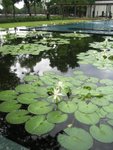 lotus at swimming pool