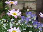 Little flowers in the garden of the chocolate factory