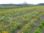 The Flowerland