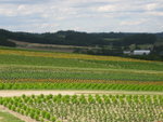 The Flowerland