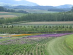 The Flowerland