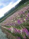 The Flowerland