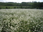 The Flowerland