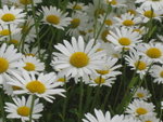 The Flowerland