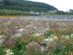 The Flowerland