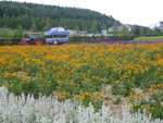 Tour around The Flowerland