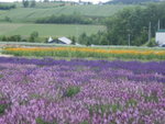 The Flowerland