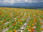 The Flowerland