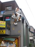 A climbing cat
