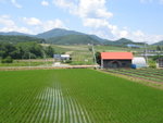 Large fields