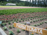 Farm Tomita (富田農場)