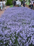 Lavender in green house