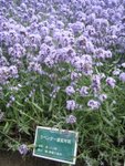 Lavender in green house