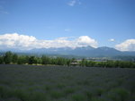 Lavender fields