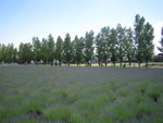 Lavender fields