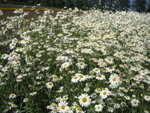 Strip of White flowers