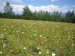 Colourful flowers