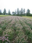 Strip of purple flowers