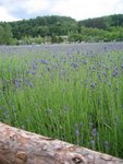 Lavender again~