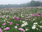 Flowers in early morning