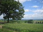 A large tree