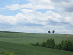 These tree trees are...mother + son + father