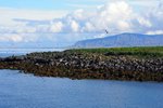 雀鳥puffin棲身的小島